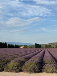 Moun Cabanoun - Carpentras - 9