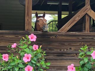 Horse Ranch Adventures - Paradise Ranch Bunkhouse - 3