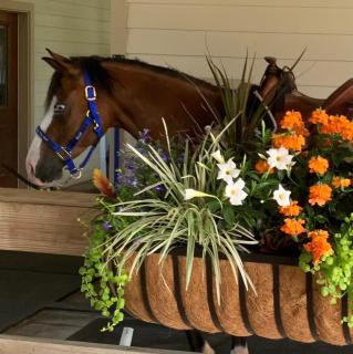 Horse Ranch Adventures - Paradise Ranch Bunkhouse - 1