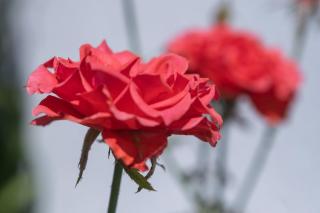 Conforto no Centro de Pirenópolis - 7