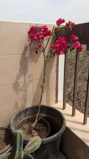 Green Oasis 221 Street Maadi - Cairo - 3