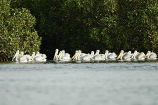 Hotel Cap du Sine Saloum - Ndangane - 9
