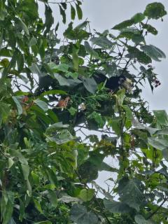 Hornbill Homestay - Siem Reap - 3