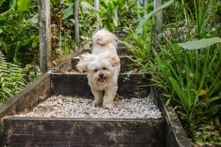 Mountain views, Indoor Fireplace, Pet friendly - Coolum Beach - 9