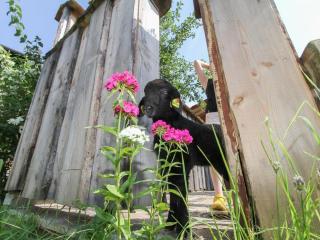 Chicken coop with private spa - 1