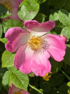 The Mill House - Berwick Saint James - 1