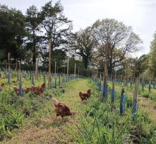 Tonneau bulle insolite, vue sur vignoble - 6