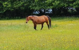 Tonneau bulle insolite, vue sur vignoble - 1