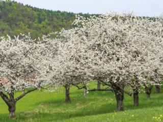 Ferienhaus Sanddornweg an der Therme Obernsees - 7