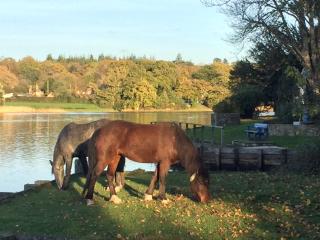The Roost - Beaulieu - 1