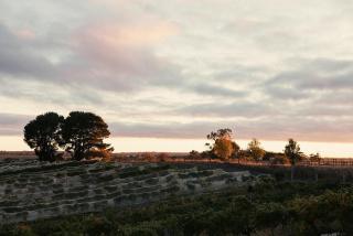 Little Vineyard Caboose - 5