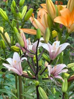 Victory Apartment - 4