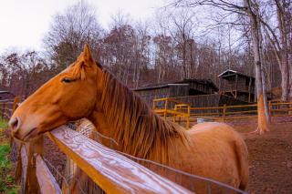 Ohio Starlight Glamping Cabins - A Peaceful Woodland Retreat - - 1