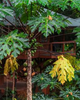 Carenero Hills - Beach and Surf Bungalows - Bocas del Toro - 4