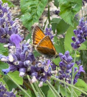 The Mill House - Berwick Saint James - 8