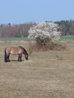 Der Konikhof, Natur, Ruhe, R-Auszeit - - 2