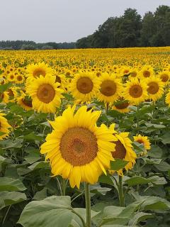 Der Konikhof, Natur, Ruhe, R-Auszeit - - 3
