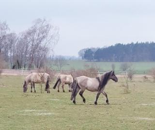 Der Konikhof, Natur, Ruhe, R-Auszeit - - 5
