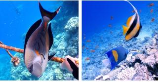 Domina coral bay Camera blocco 56 - Charm el-Cheikh - 5