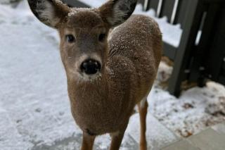 Beautiful suite with superb mountain view. - 2