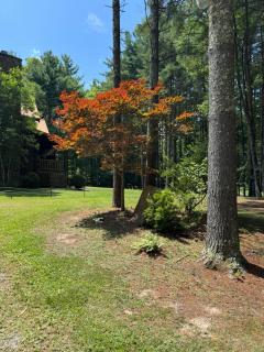 Simply Southern Cabin Rentals - Pipestem - 9