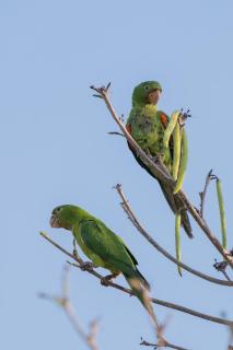 Comfort in the center of Piri - Casa Ipê Branco - 4