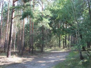 Holiday Home in Spreewald near Spreewaldtherme - Schmogrow - 1