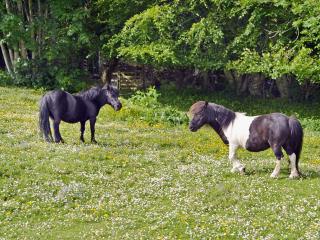 Kinnettas Cottage - 1