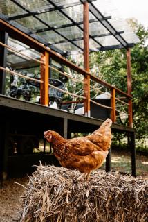 Luxury Eco Pod - Sunny Coast Escape! - Peachester - 6