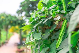 Mekong Riverside Boutique Resort & Spa - Cái Bè - 9