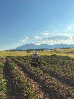 Farm stay La NOSTRA CASA - 4