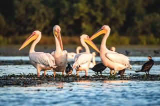 Chez Marcel la Briza Dunării - 4