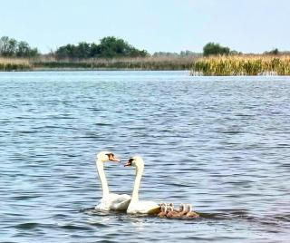 Chez Marcel la Briza Dunării - Tulcea - 5