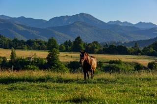 Domek i Pokoje z widokiem na Tatry - U Magdy Zakopane - 5