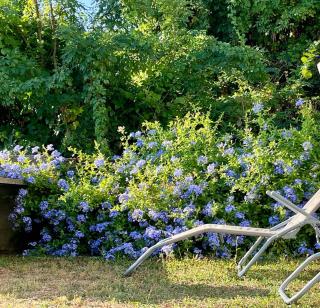 plumbago blue - Ameglia - 0