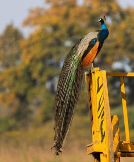 Shankar Homestay - Neoria Husainpur - 2