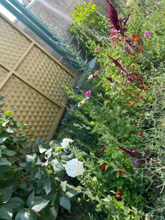 Green Forest guest house - Ivano-Alekseyevka - 2
