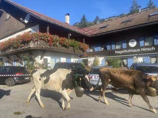 Nagelfluhhaus Hirsch - Gunzesried - 8