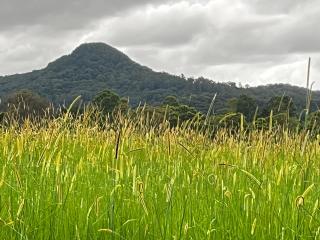Casual comfort in Byron Shire - Mullumbimby - 9