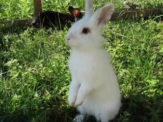 Haus Sonnenschein - 1