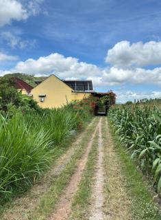 Bougenville Homestay - 8