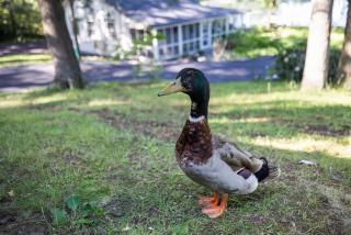 Heatherbell, A Lakeside Retreat - 8