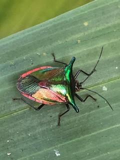 Residencia abuelita Carmen - 1