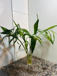 Casa do Aconchego Castanhal - 4