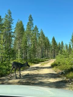 Kutulammen erämökki saunalla - Ranua - 3