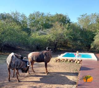Leadwood Marloth, Wildlife on your doorstep ! - Marloth Park - 4