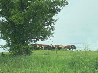 The Farmhouse ranch - Stockton - 7