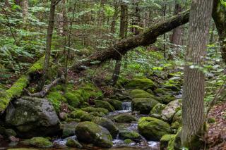 Evergreen Valley Inn - North Lovell - 8