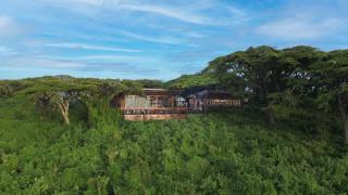 Ngorongoro Lion's Paw - 0