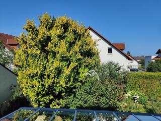 Ferienwohnung Mona Lisa - Groß-Umstadt - 5